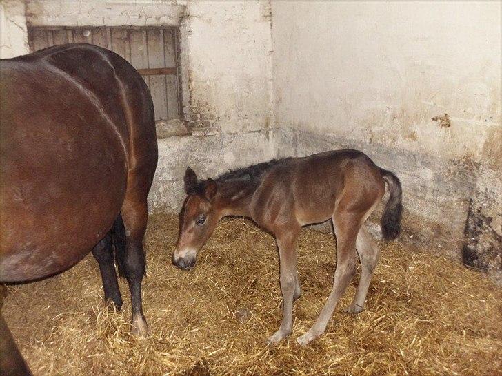 Traver Kostonia Hedebo billede 17