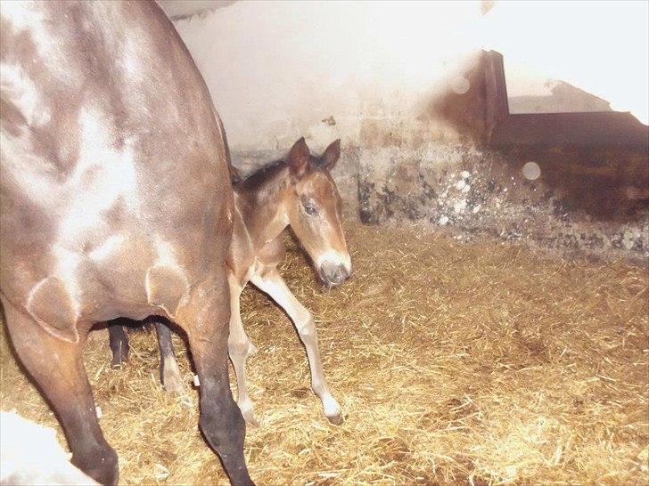 Traver Kostonia Hedebo billede 18