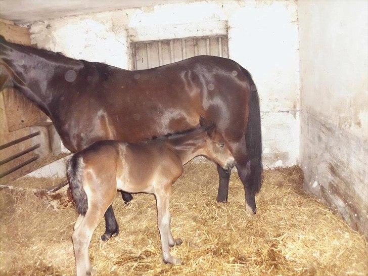 Traver Kostonia Hedebo billede 19