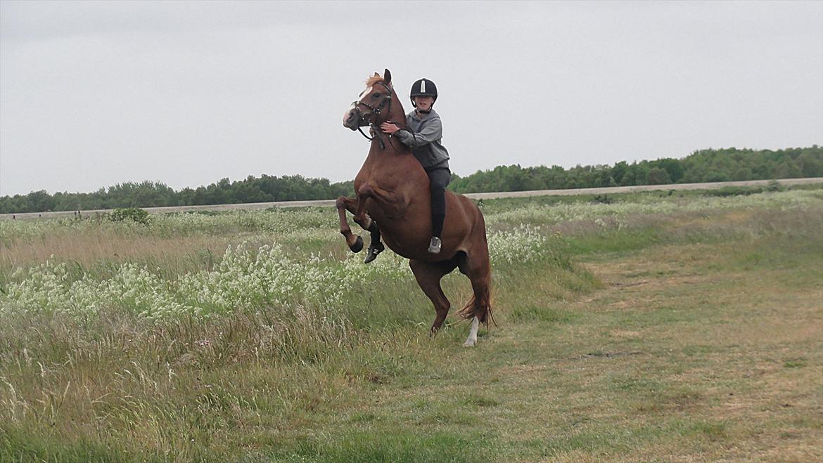 Welsh Cob (sec D) Flora <<3 billede 19