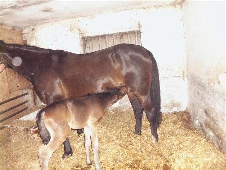 Traver Kostonia Hedebo billede 20