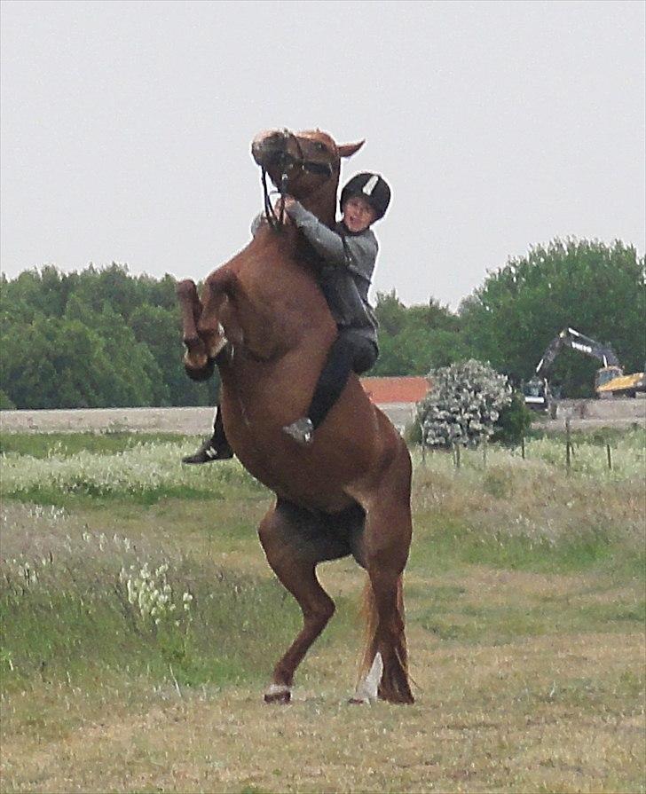 Welsh Cob (sec D) Flora <<3 billede 2