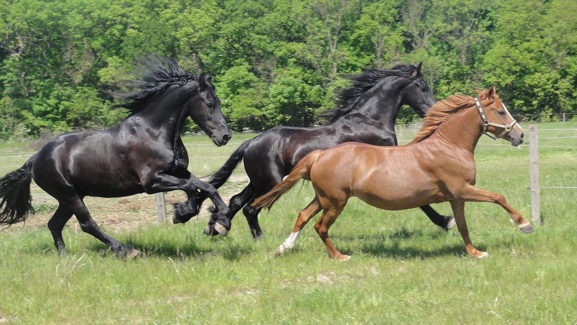 Welsh Cob (sec D) Flora <<3 billede 6