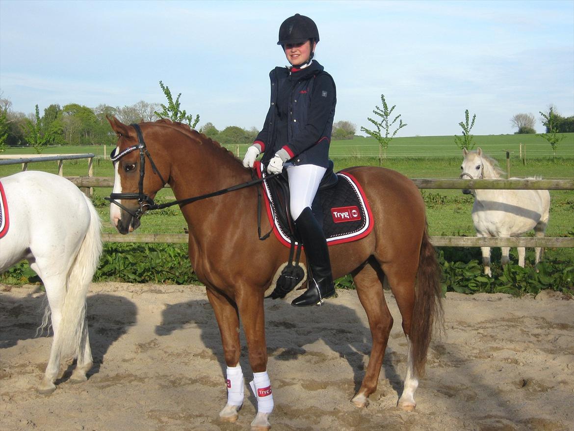 Welsh Pony (sec B)  Molenhorn´S Amaretto B-PONY [Tidl. hest] - Mig og Otto med vores sponsor ting fra TRYG til SJM for hold :) billede 16