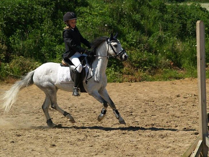 Anden særlig race Vestergårds Filur billede 4