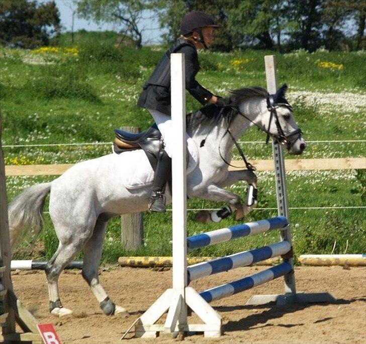 Anden særlig race Vestergårds Filur billede 6