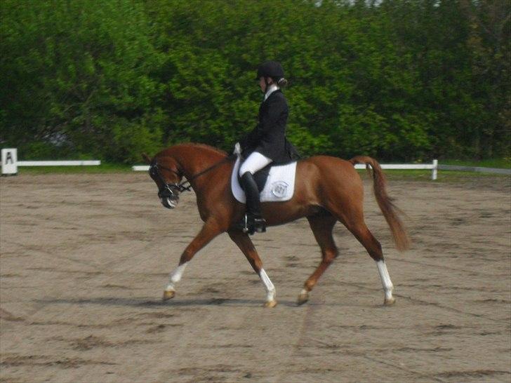 Welsh Pony (sec B)  Molenhorn´S Amaretto B-PONY [Tidl. hest] - SJM for hold 2012. Holdet endte som nr 6 :D billede 17