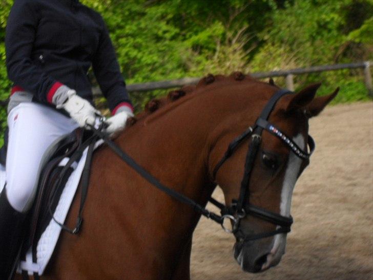 Welsh Pony (sec B)  Molenhorn´S Amaretto B-PONY [Tidl. hest] - SJM for hold 2012 opvarmning. Holdet endte som nr 6 billede 18