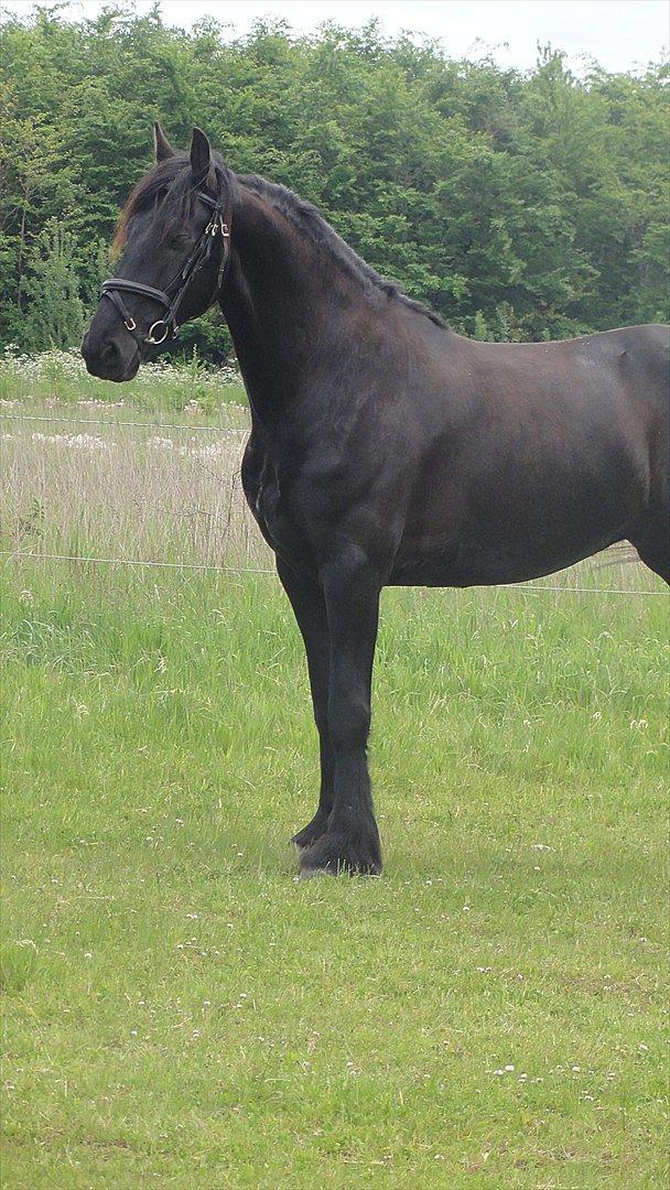 Frieser Twan (solgt) billede 14