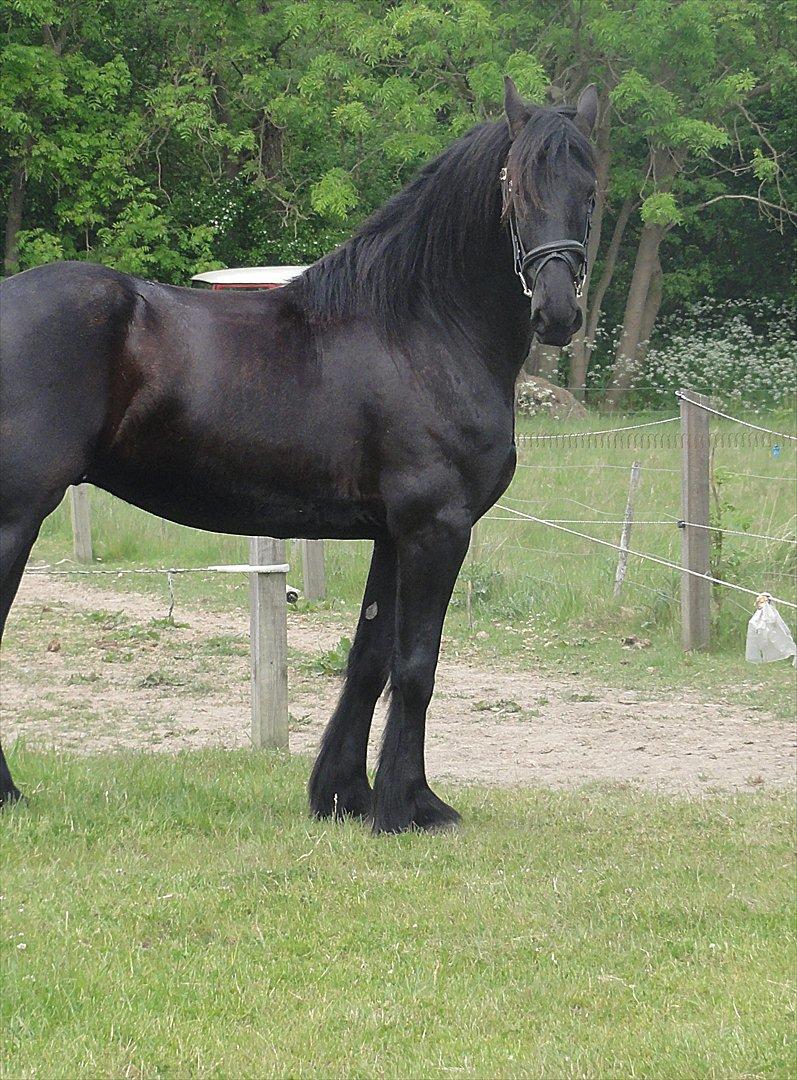 Frieser Twan (solgt) billede 4