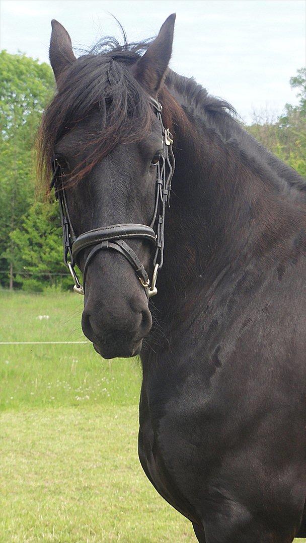 Frieser Twan (solgt) billede 13