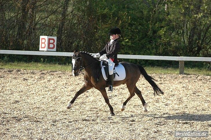 Welsh Mountain (sec A) Fakla Gerald A-pony  ¤Solgt¤ - Gerald med sin nye ejer Mathilde som nu er A-equipage!! :-D billede 20