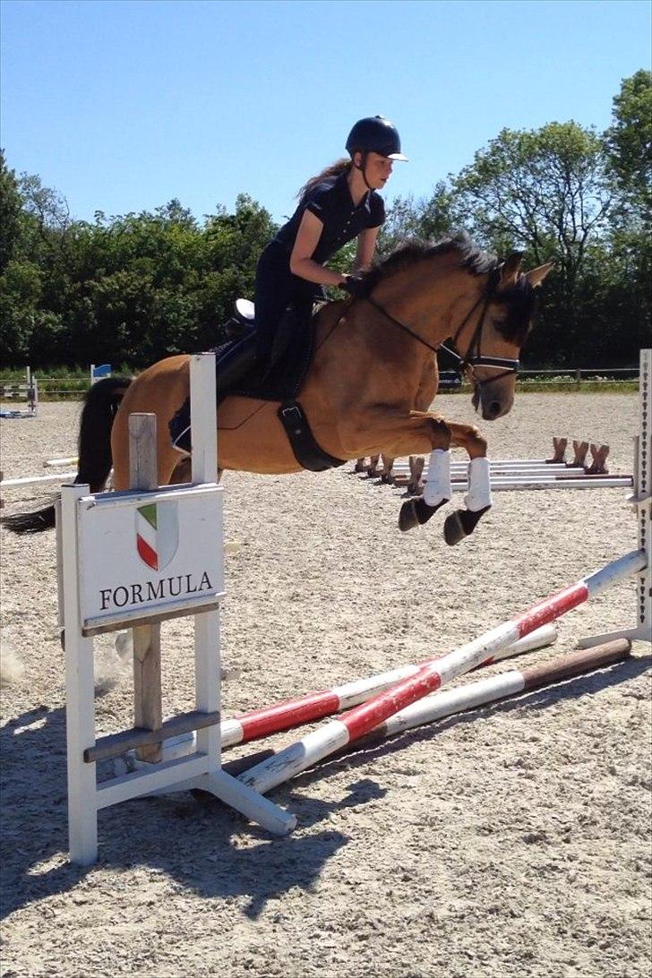 Tysk Sportspony Bodethal's Romy A-pony - Hva sir i så :P billede 20