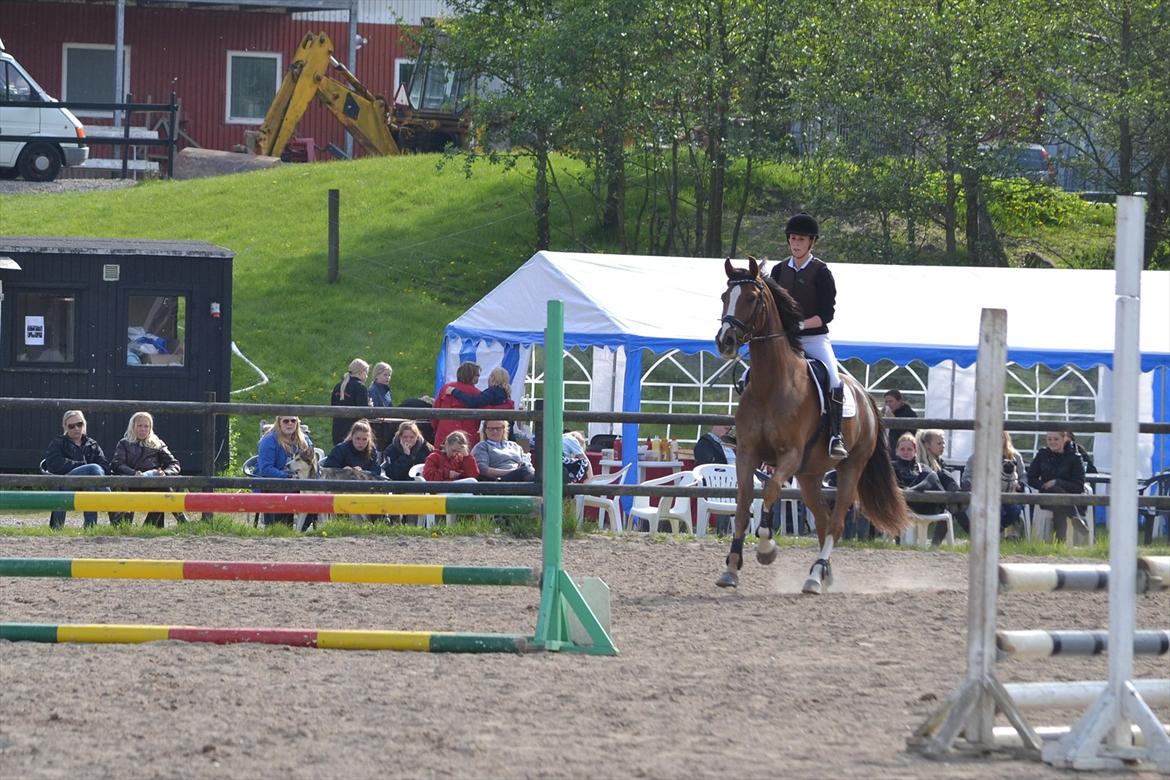 Dansk Varmblod High Fidelity  billede 9