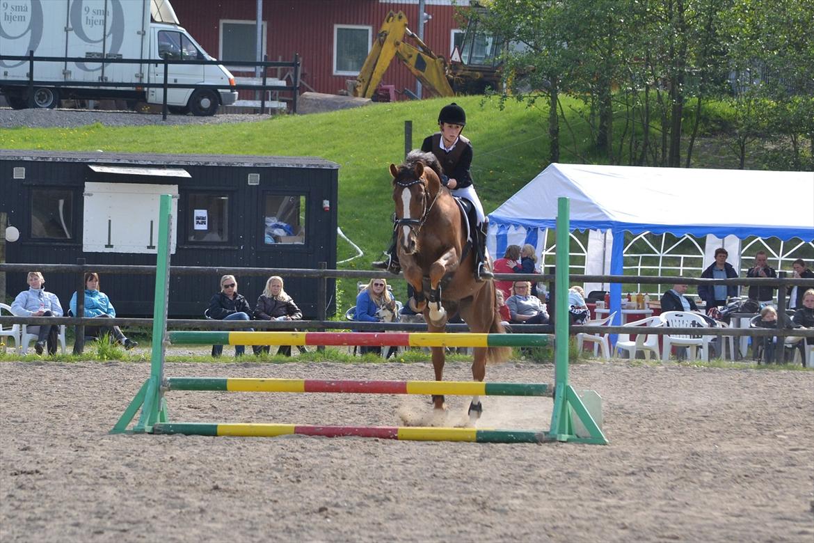 Dansk Varmblod High Fidelity  billede 10