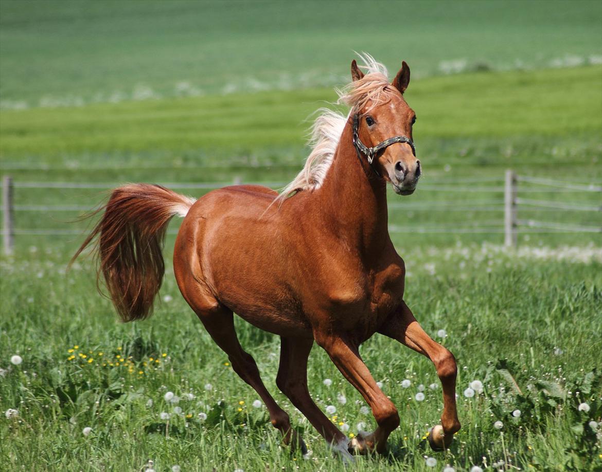 Arabisk fuldblod (OX) Alim ibn ibn washa ox billede 1