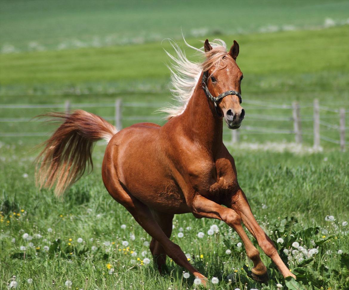 Arabisk fuldblod (OX) Alim ibn ibn washa ox billede 2