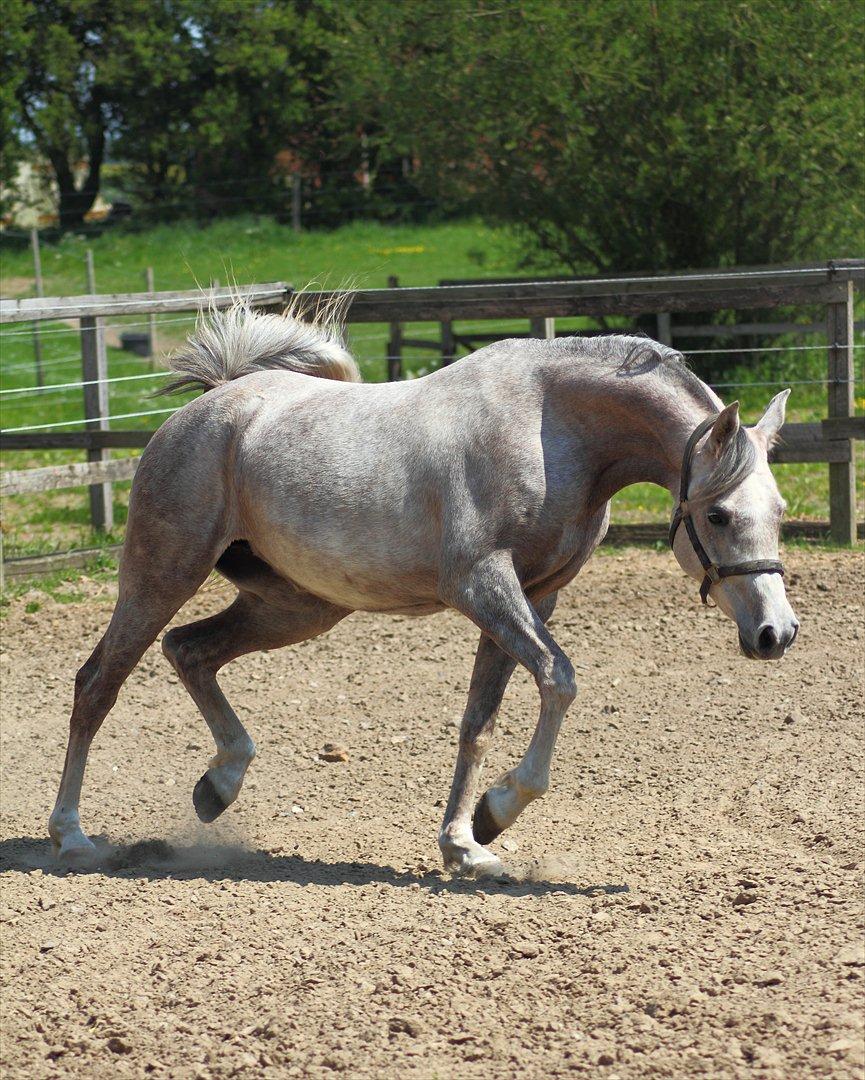 Arabisk fuldblod (OX) Santalla MG billede 1