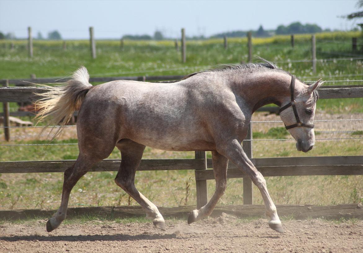 Arabisk fuldblod (OX) Santalla MG billede 2