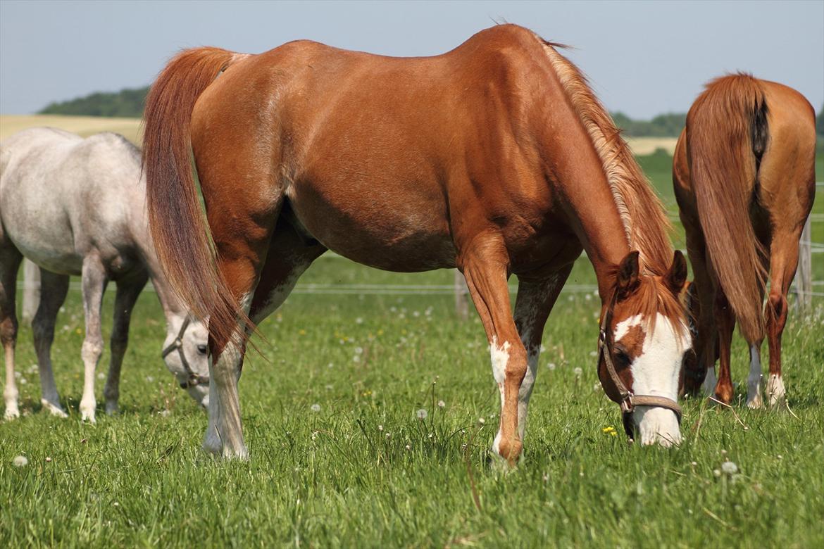 Arabisk fuldblod (OX) Namik billede 1