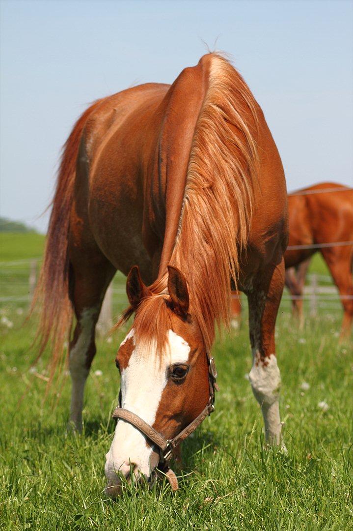 Arabisk fuldblod (OX) Namik billede 2