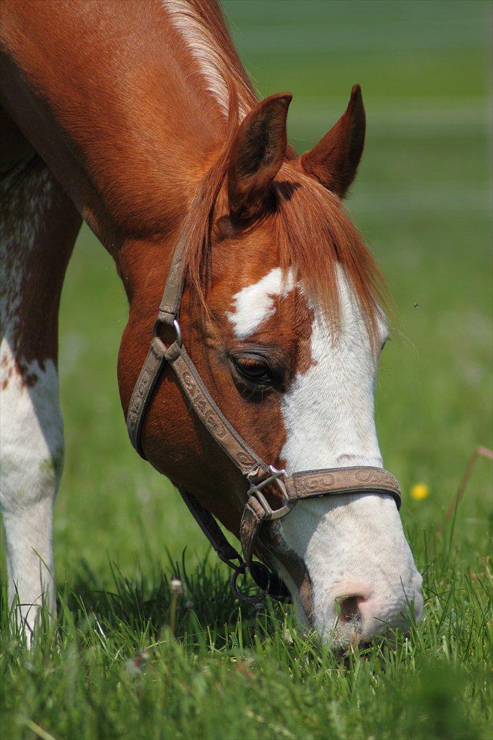 Arabisk fuldblod (OX) Namik billede 3