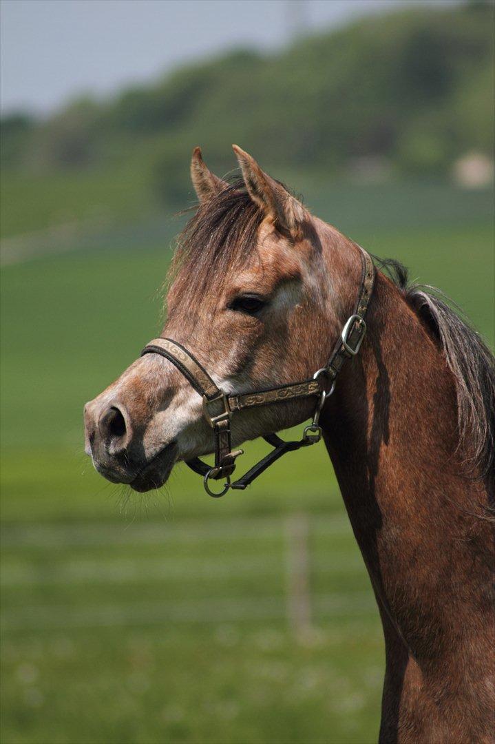 Arabisk fuldblod (OX) Shahefa MG Ibn ibn Wash billede 1