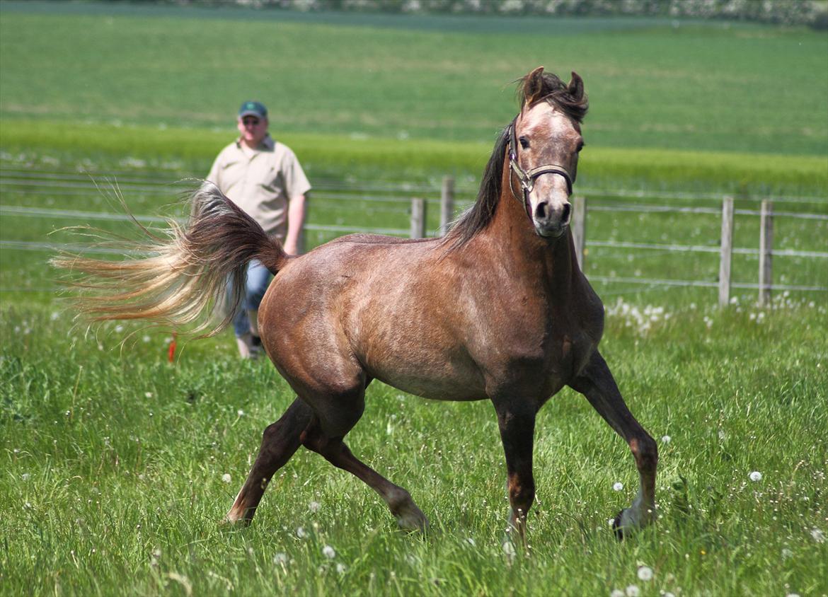 Arabisk fuldblod (OX) Shahefa MG Ibn ibn Wash billede 2