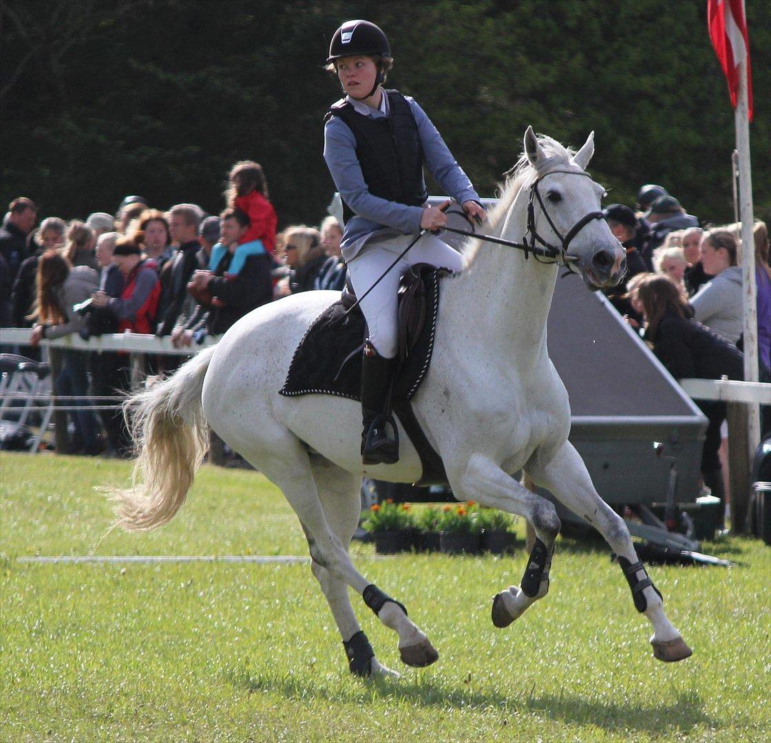 Dansk Varmblod LORETTA - Morsø 2012 - LB** 
Foto: Maria G. Thomsen billede 16