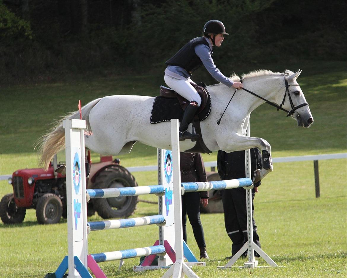 Dansk Varmblod LORETTA - Morsø 2012 - LB**. En glad lori:-) 
Foto: Maria G. Thomsen  billede 17