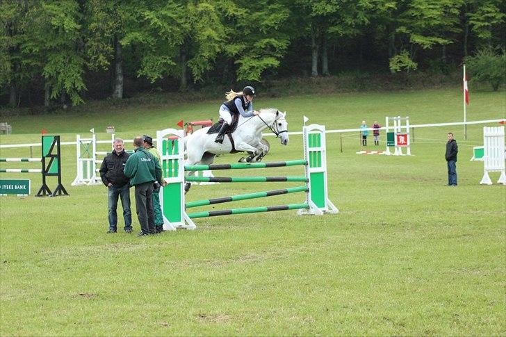 Dansk Varmblod LORETTA - Morsø 2012 - LA** puljespringning
Foto: Andreas Michaelsen  billede 18