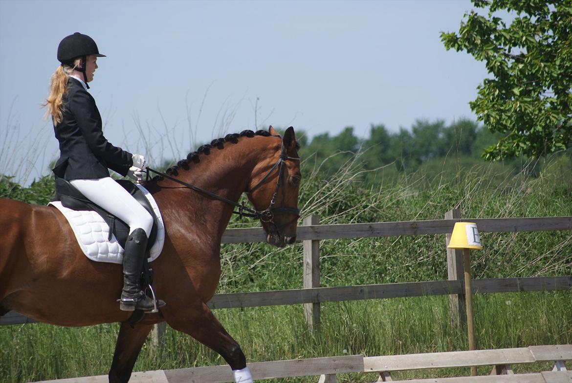 Anden særlig race Molino - Stævne på HES d. 28. maj 2012. billede 13