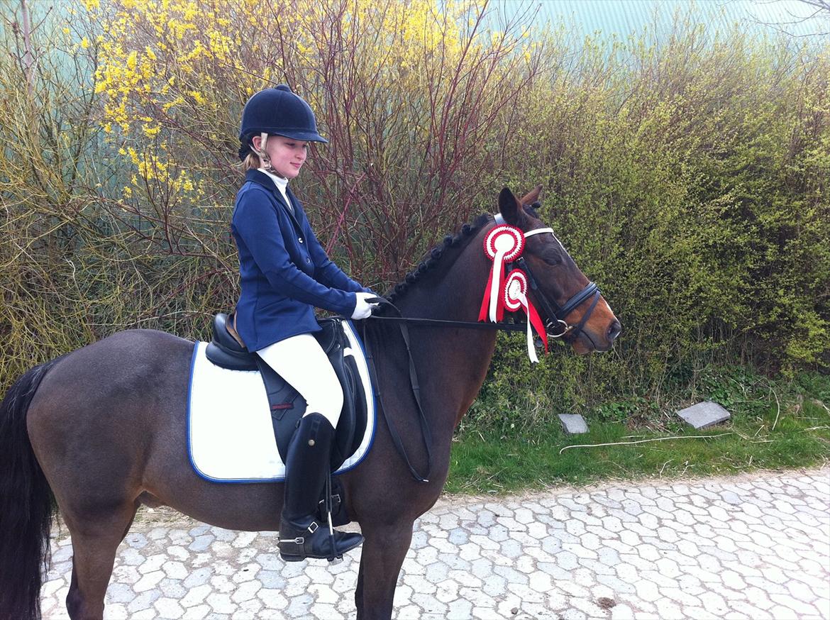 Welsh Pony af Cob-type (sec C) Hoelgaard's Thowra - Gode venner er som stjerner. Man kan ikke altid se dem, men man ved de altid er der.“ billede 4