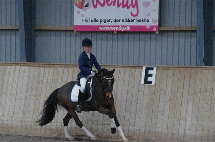 Welsh Pony af Cob-type (sec C) Hoelgaard's Thowra - Succes kommer aldrig tilfældigt. Succes er hårdt arbejde, vedholdenhed, træning, indlæring, masser af ofre og frem for alt stor kærlighed til dét, du gør, eller træner dig op til at kunne gøre. billede 1