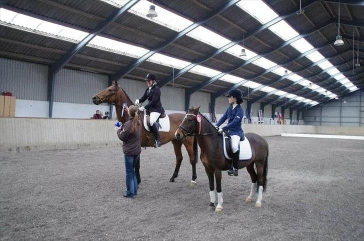 Welsh Pony af Cob-type (sec C) Hoelgaard's Thowra - når man er til prømieoveraskelse på Vabbe så skal dte gå stærk med og få roseten på så han kan ride æresrunde HEHE billede 11