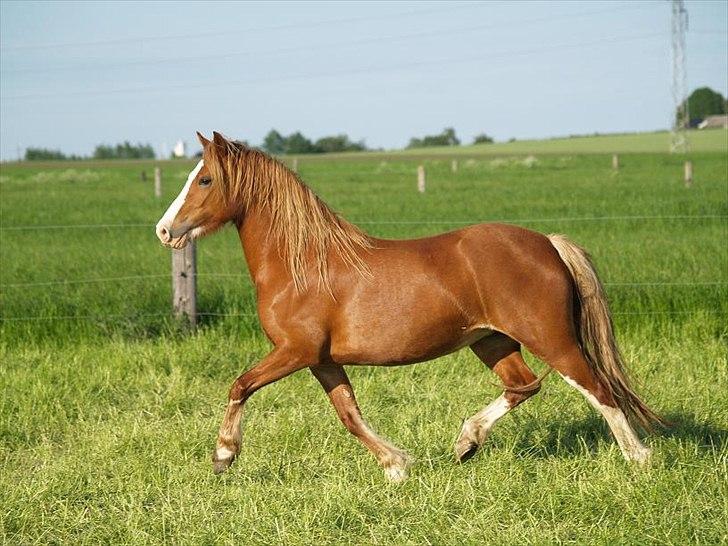 Welsh Pony af Cob-type (sec C) ROSENGÅRDENS NADINA billede 2