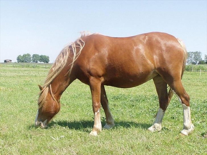 Welsh Pony af Cob-type (sec C) ROSENGÅRDENS NADINA billede 3