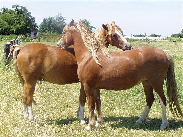 Welsh Pony af Cob-type (sec C) ROSENGÅRDENS NADINA billede 4