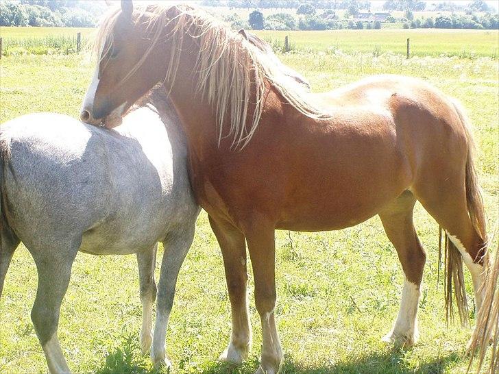 Welsh Pony af Cob-type (sec C) ROSENGÅRDENS NADINA billede 5