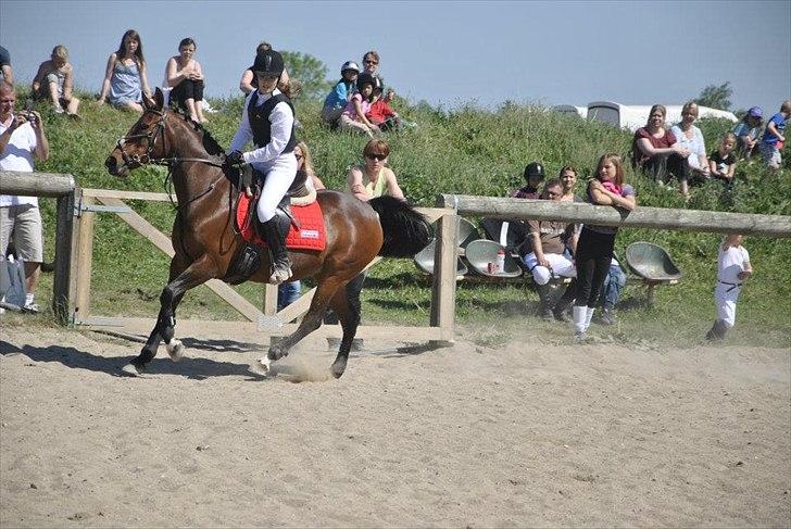 Anden særlig race Liesje - "Man diskuterer med en hingst,
kommanderer med en vallak,
og skal spørge en hoppe om lov."

Foto af - Catharina Skjelmose Witt billede 14