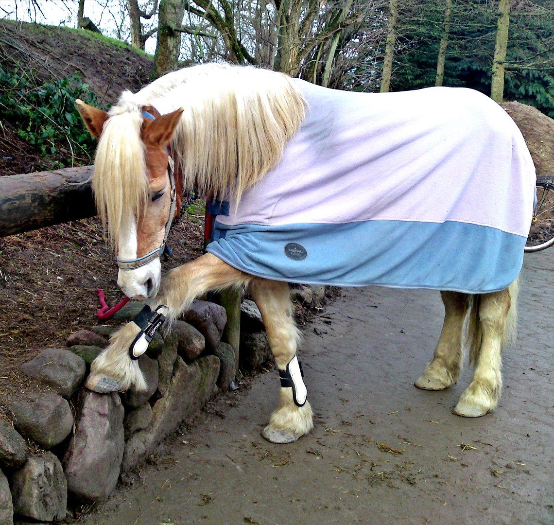 Haflinger Stakato billede 7