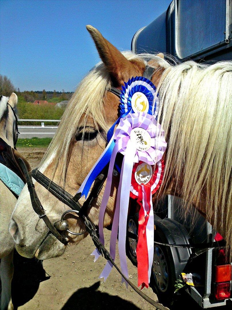 Haflinger Stakato billede 5