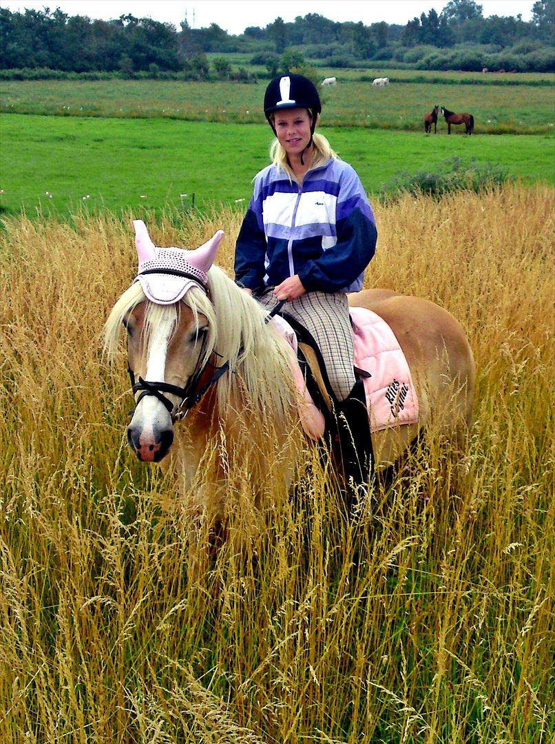 Haflinger Stakato billede 16