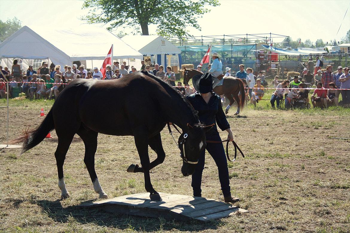 Quarter San Par Vision billede 18