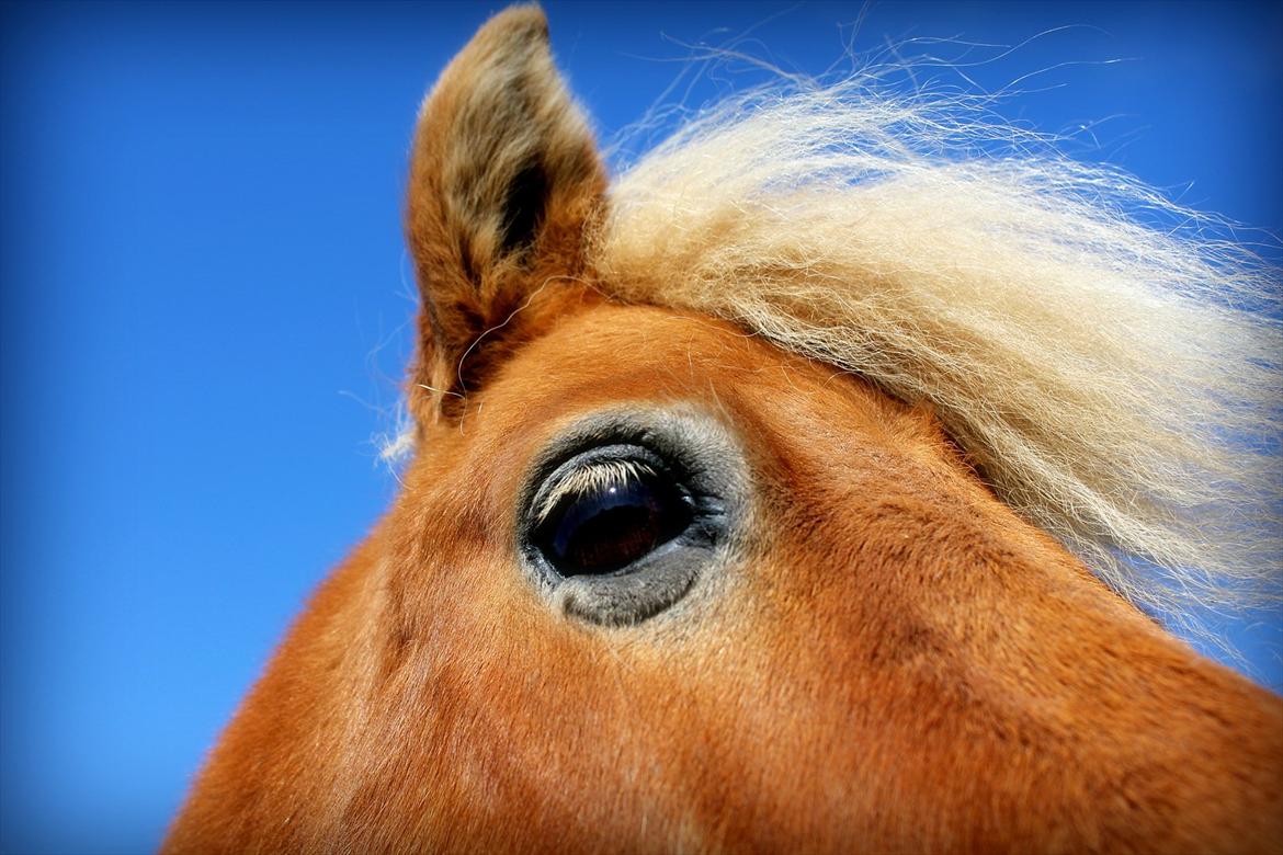 Shetlænder Okkermand - Sommer 2012 - Bassen, mit lys. <3 billede 8