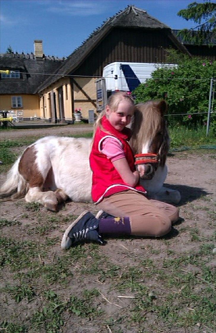 Shetlænder prinsesse - velkommen til prinsesse,s profil smid gerne en bedømmelse eller kommentar billede 1
