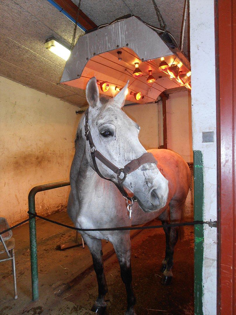 Anden særlig race Grace<3 ( Spring ) billede 9