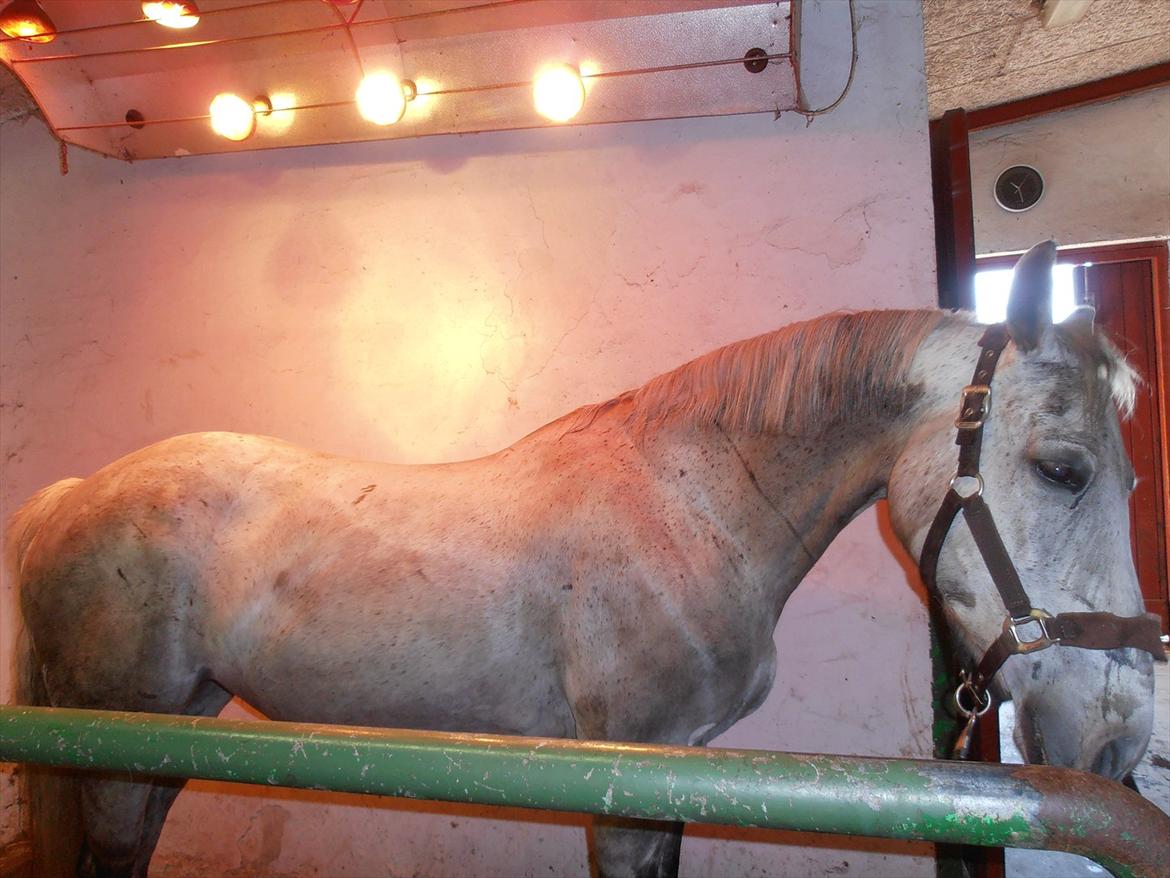 Anden særlig race Grace<3 ( Spring ) billede 10
