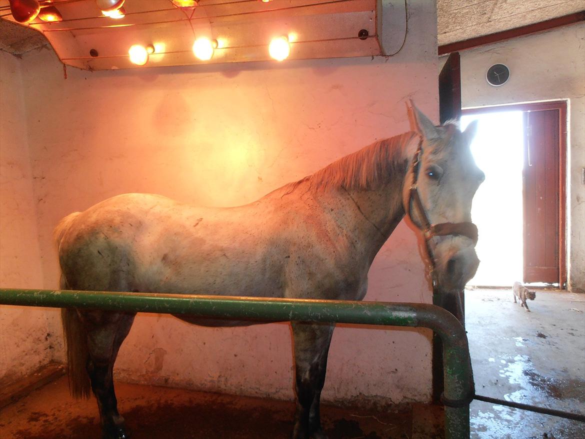 Anden særlig race Grace<3 ( Spring ) billede 11