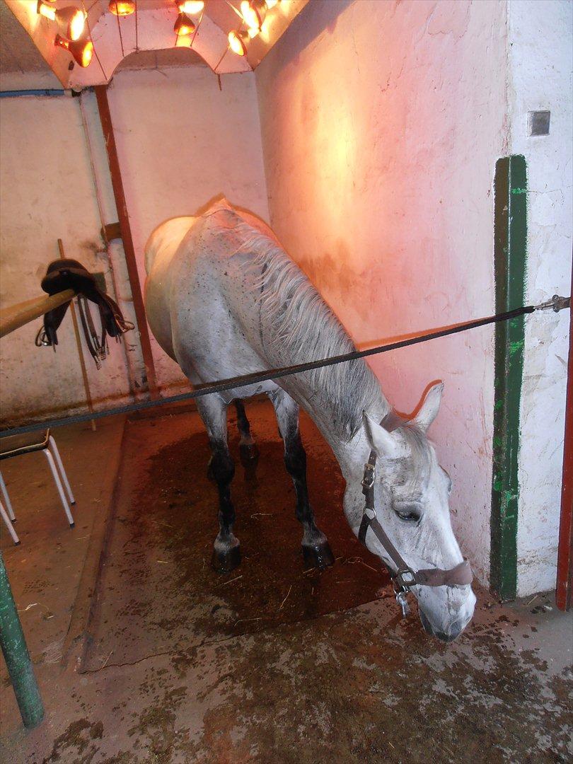 Anden særlig race Grace<3 ( Spring ) billede 12